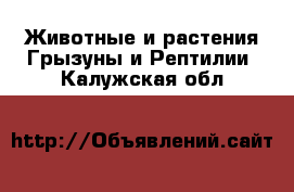 Животные и растения Грызуны и Рептилии. Калужская обл.